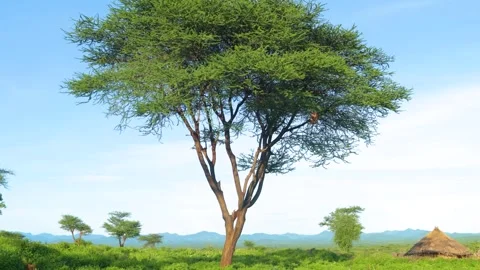 TREE LANDSCAPE  AFRICA Video stock 273517726