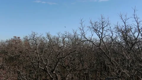 Tree landscape Stock Footage 143983255