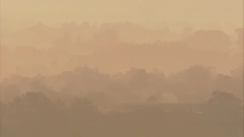 Tree Landscape in Morning Mist, slide Stock Footage 313655554