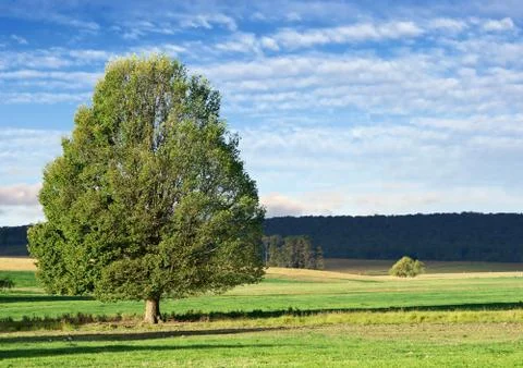 Tree landscape Stock Photos