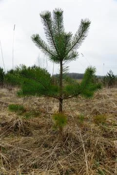 Tree on landscape Foto stock