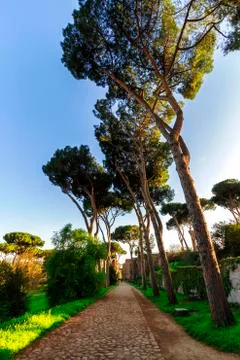 Tree landscape Stock Photos
