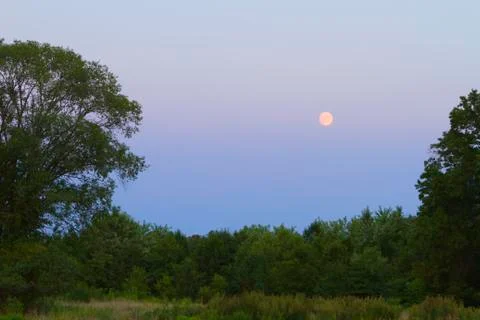 Tree landscape Stock Photos
