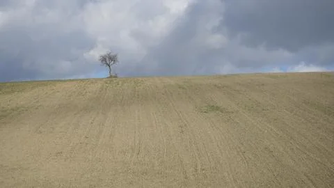 A tree in a landscape Stock Photos