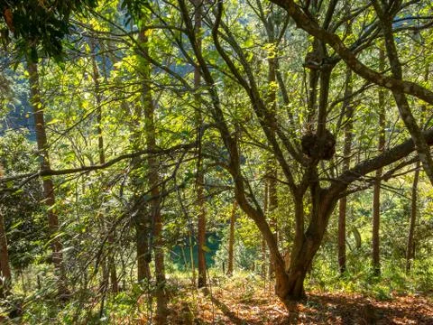 Tree landscape Stock Photos