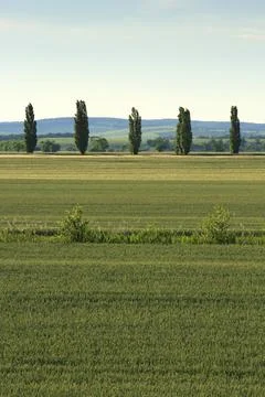 Tree landscape Stock Photos