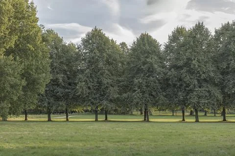 Tree landscape picture suitable for composites Stock Photos