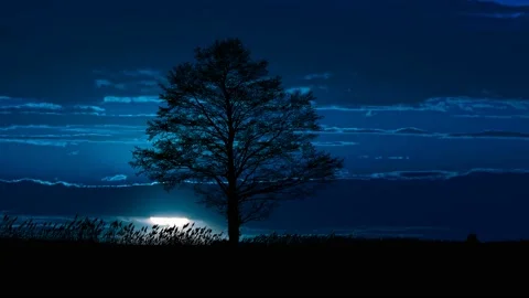 Tree Landscape Silhouette Branches Trunk Nature, Stock Footage 237049675