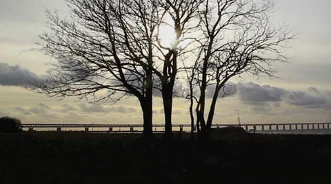 Tree landscape in sunset abstract Stock Footage 36187541