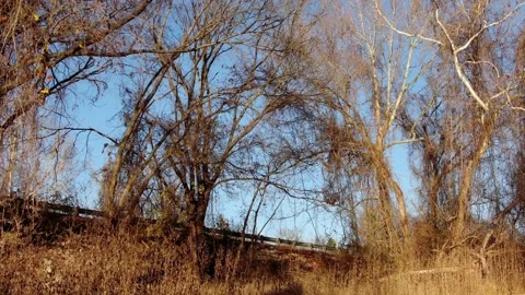 Tree landscapes Stock Footage 143982674