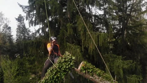 Tree landscaping company Stock Footage 201128130