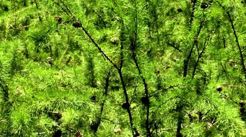 Tree a larch, needles, branches and seeds. A good back background Video stock 10684476