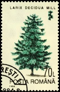 Tree larch on postage stamp Stock-Fotos