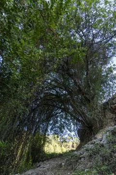 A tree with a large archway in the middle of it Stock Photos