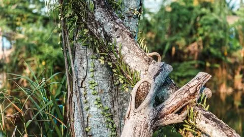 A tree with a large branch that is covered in moss and has a hole in it Stock Photos