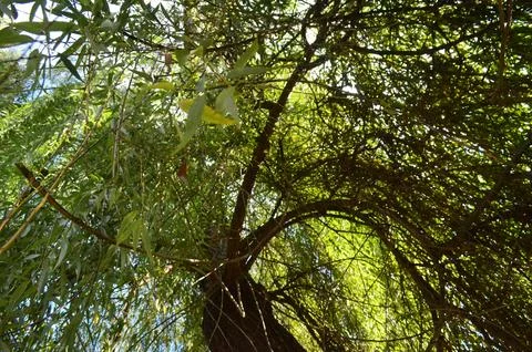 A tree with a large branch that is hanging over a small tree Stock Photos