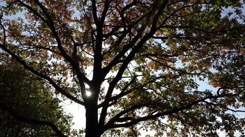 A tree with large branches in the background light. Oak with yellow leaves. A Stock Footage 143492305