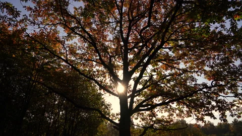 Tree with large branches in background light. Red leaves in oak. Ray of sun Stock Footage 148448217