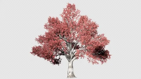 A tree with a large crown and red leaves Stock Footage 312260827