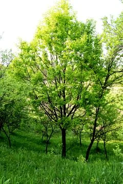 A tree with a large crown in the orchard Stock Photos