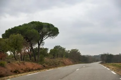 A tree with a large crown at the road. Photos