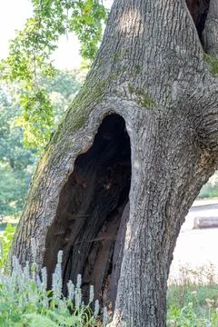 A tree with a large hole in it Stock Photos