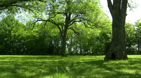 Tree With Large Hole in Trunk Dallas Park Video stock 38692753
