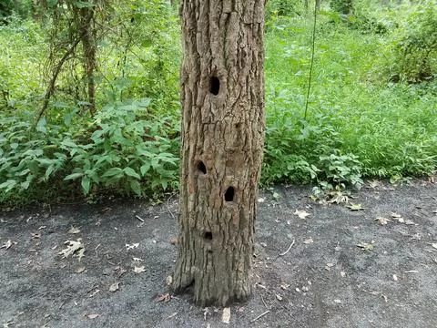 Tree with large holes on path and green plants Stock Photos