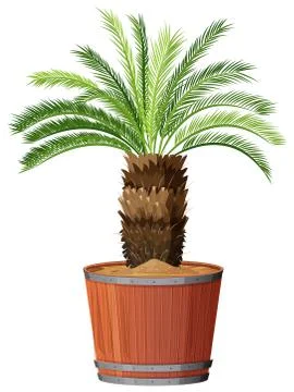 Tree in large pot 库存插图