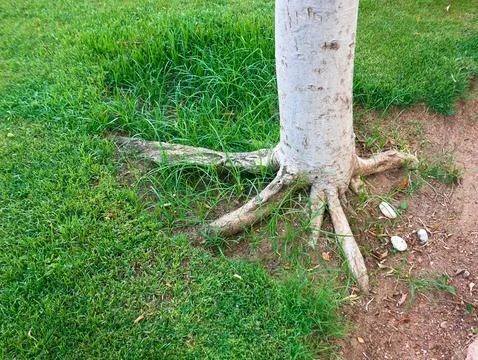Tree with large roots grows on the lawn Stock Photos