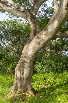 Tree with a large trunk and branches Foto stock