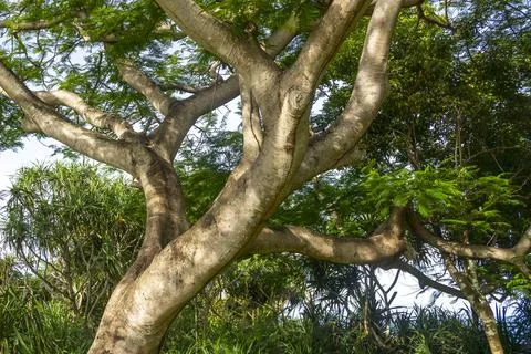 Tree with a large trunk and branches Stock Photos