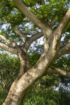 Tree with a large trunk and branches Stock Photos