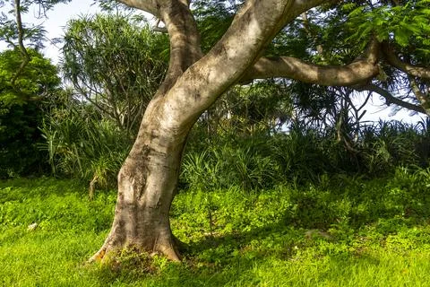 Tree with a large trunk and branches Foto stock