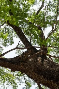 A tree with a large trunk and many branches. in Chennai Fotos Stock