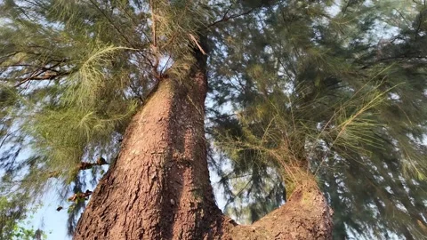A tree with a large trunk and a small branch Stock-Footage 325789083