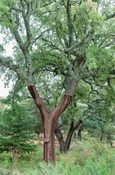A tree with a large trunk has been cut in half Stock Photos