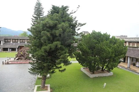 A tree with a large trunk is in the middle of a grassy area Stockfoto's