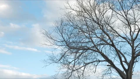 Tree in late autumn without leaves against a blue sky on a sunny day Stock Footage 169558022