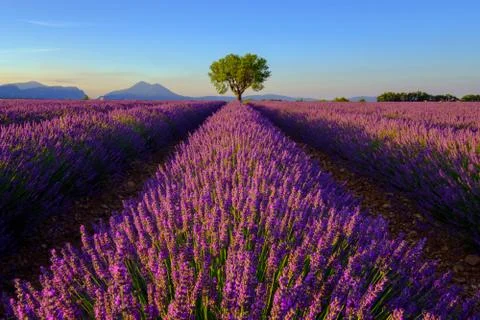 Tree in lavender field at sunset Stock Photos