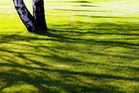 Tree on the lawn Stock Photos