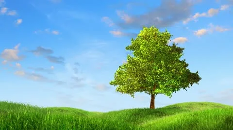 Tree on a lea Stock Footage 11493193