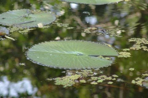 Tree leaf 01 Stock Photos