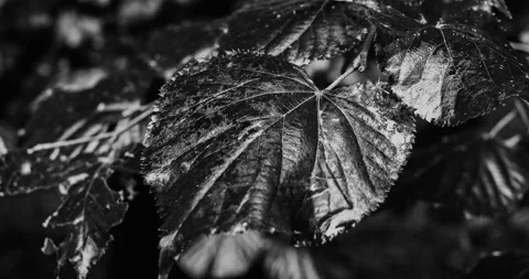 Tree leaf after rain 스톡 동영상 148267801