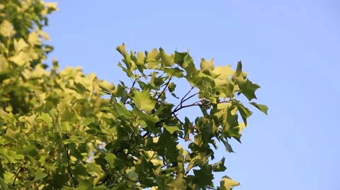 Tree leaf against blue sky Stock Footage 41873109