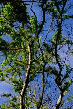 Tree leaf and branch on the blue sky in sunny Stock Photos