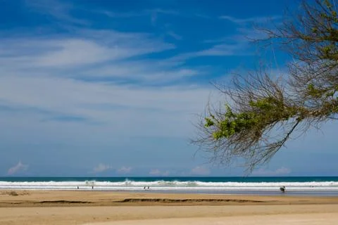 Tree leaf and branch on the blue sky in sunny Stock Photos