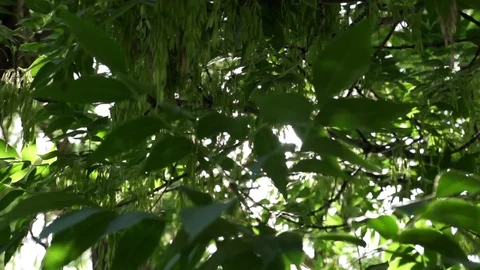 Tree Leaf and Sun beam super slow motion Stock Footage 79995709