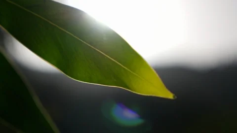 Tree leaf and sun flare in the spring lovely nature view 库存影片 100517481