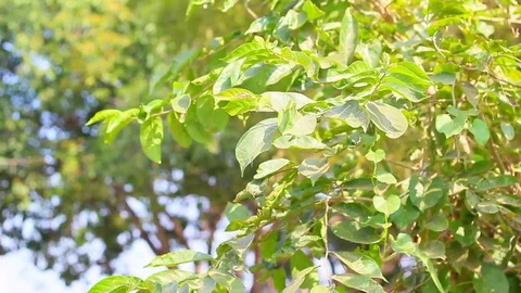 Tree leaf and wind Stock Footage 100639265